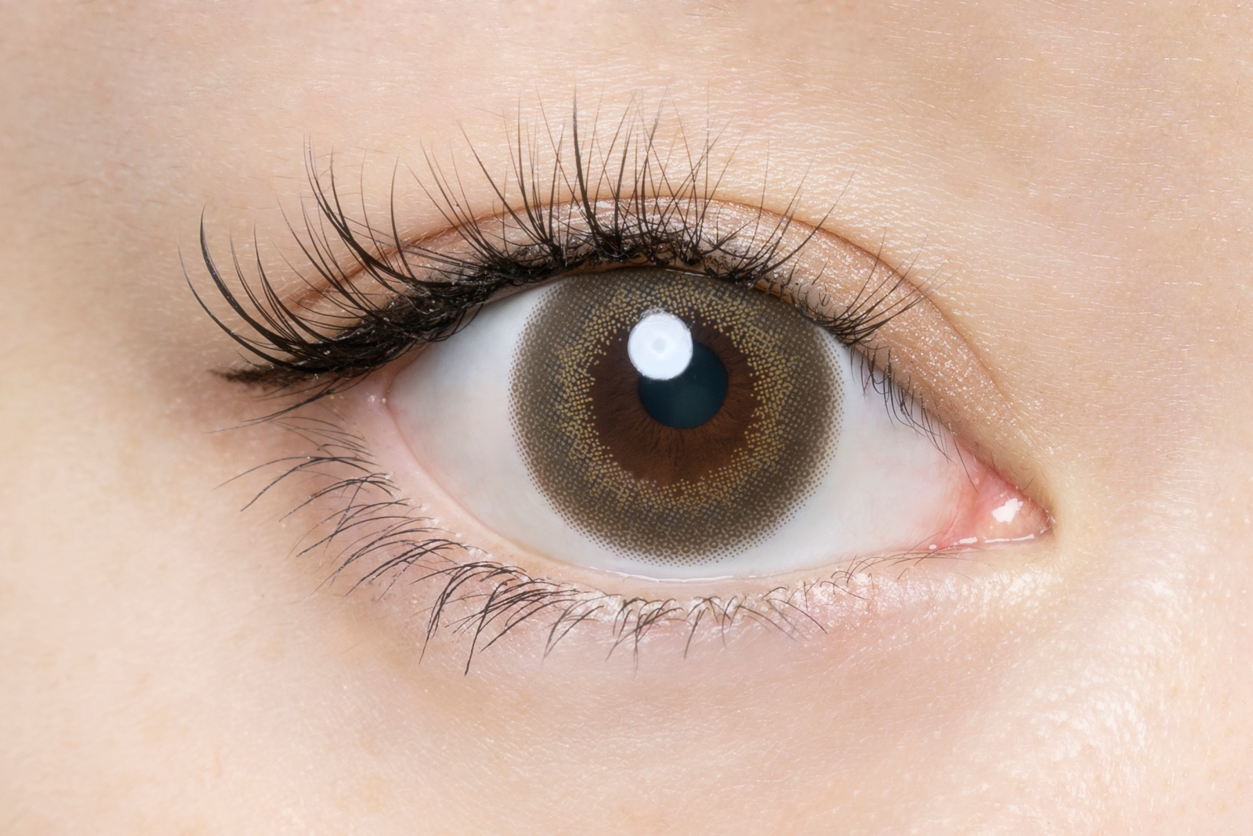 FLANMY 1Day Hojicha Baum DIA|14.5mm 10pcs Colored Contacts - Image 2